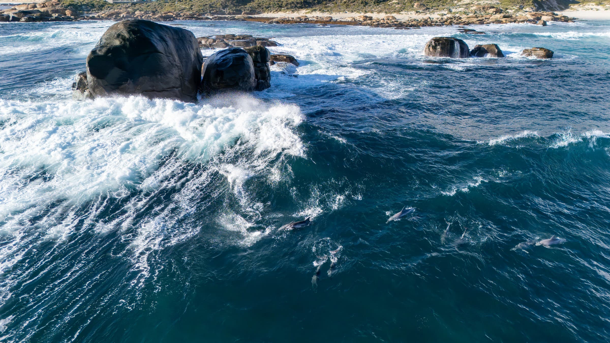 Isaac Rock Dolphins